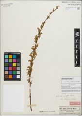 Foto von Salix persica Boiss.